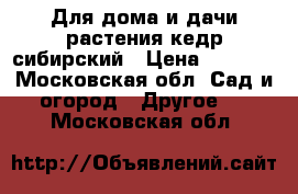 Для дома и дачи-растения кедр сибирский › Цена ­ 1 500 - Московская обл. Сад и огород » Другое   . Московская обл.